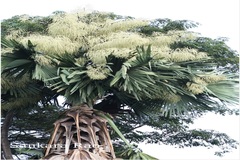 Corypha umbraculifera